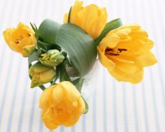 Tapeta Nature Flowers 240.jpg